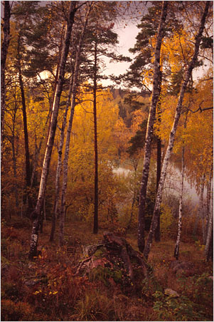 AD45