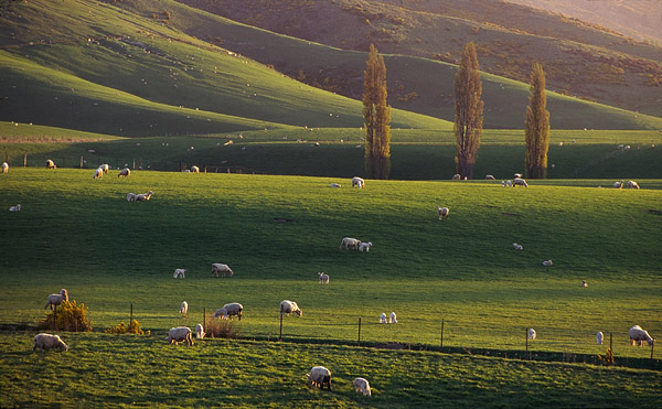 NZ07