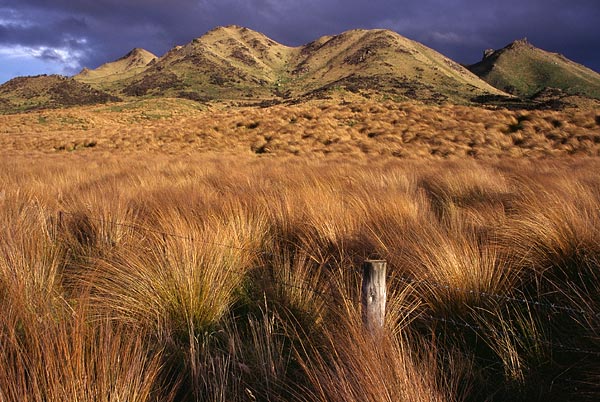 NZ14