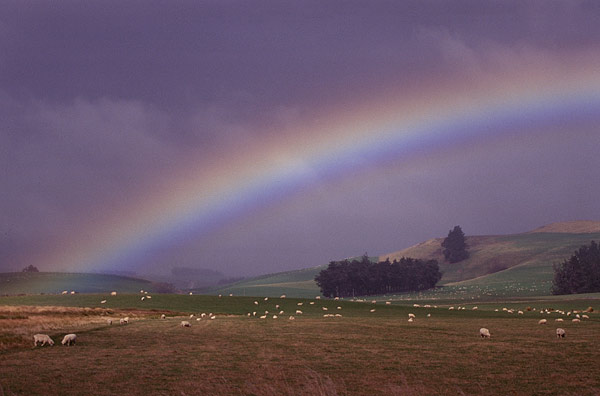 NZ27