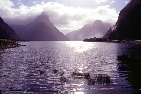 NZ31
